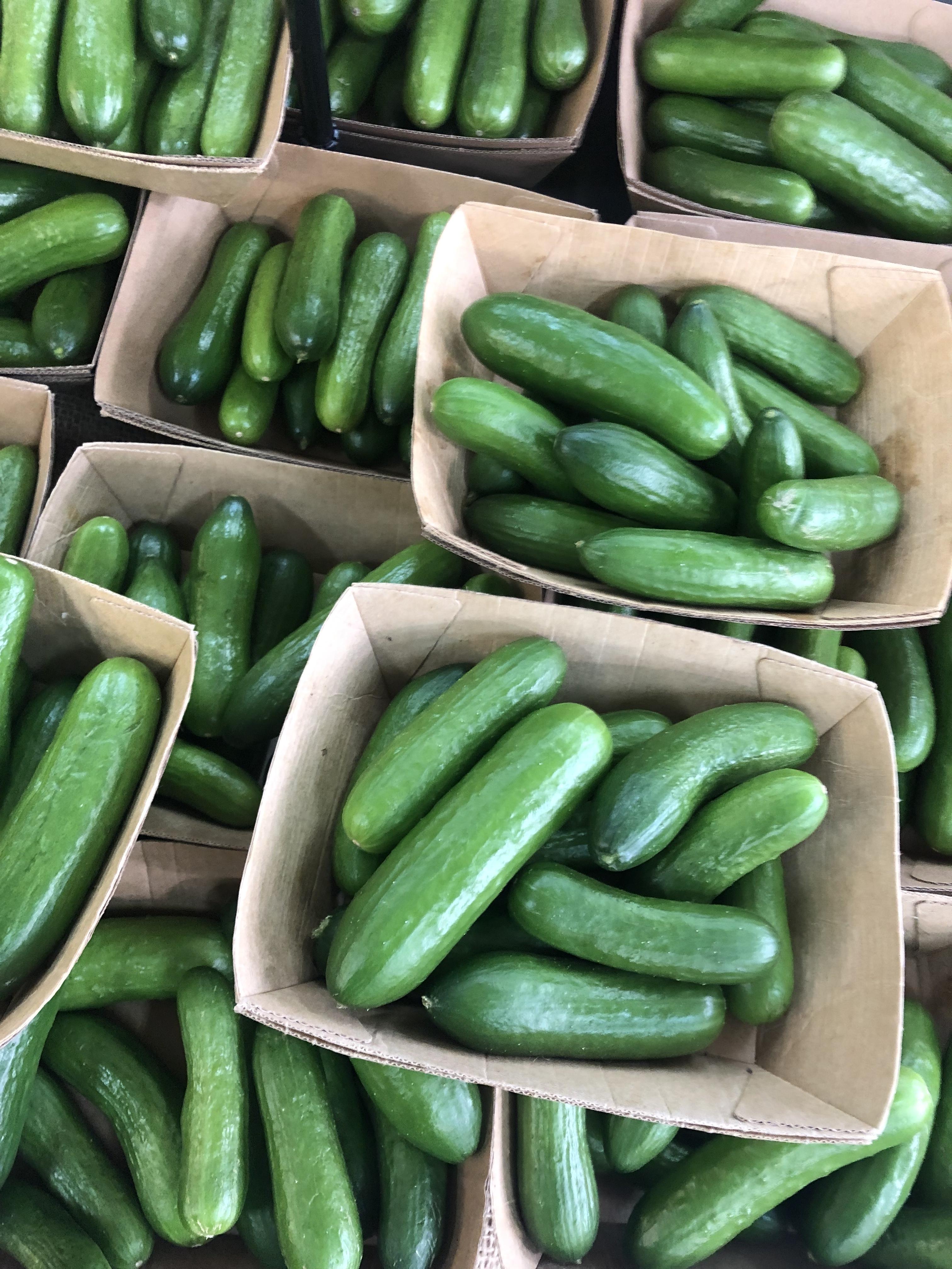 Qukes (mini cucumbers) — Out of Stock Greengrocers Pantry